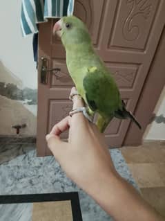 green ringneck with cage