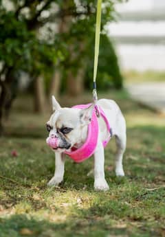 Bull dog | French Bull Dog|bull dog Import from Russia |pedigree dog