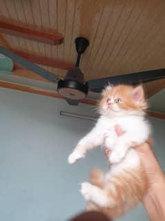 persian punch face kitten for sale