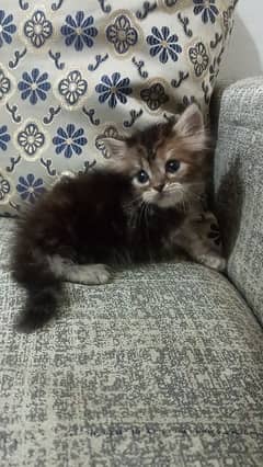 Persian kitten /fluffy kitten/female kitten