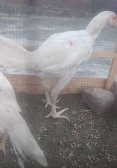 pepper whait Heera aseel pair for sale whait breed waly bard hai