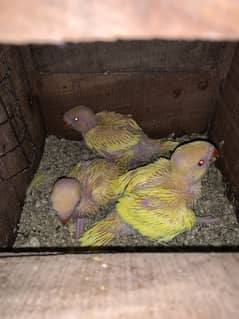 Yellow