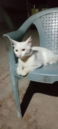 cat for sale hai jis ko chye rbta kr ly