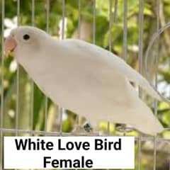 Lovebirds 3pcs Breaders