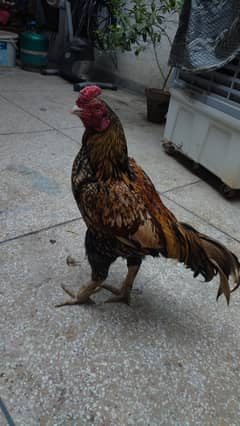 Pura Aseel Chicks