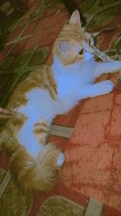 Persians kittens