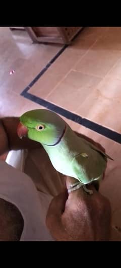 Ringneck