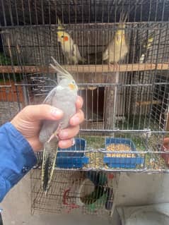 for