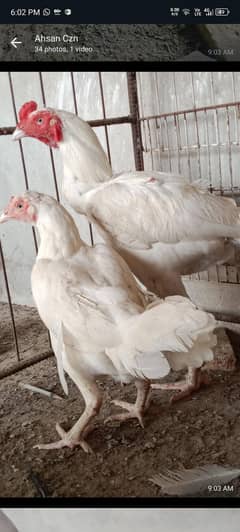 white heera pair top quallity white noke nalli