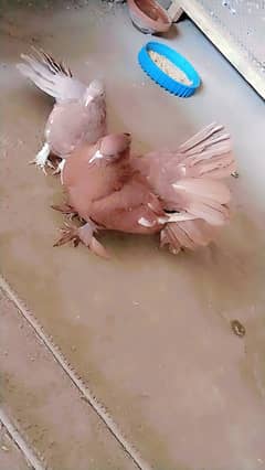 lucky kabooter pair for sale