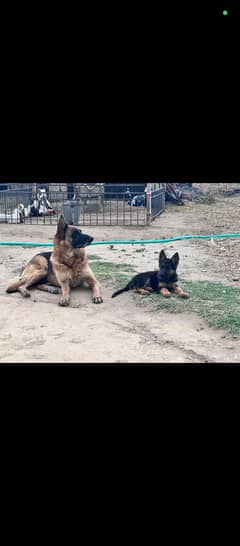 German shepherd male