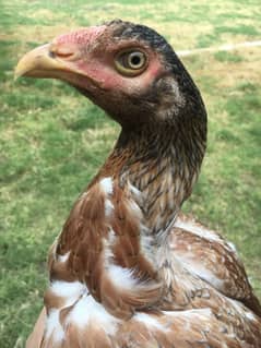 Home breed Mianwali