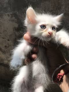 Pershion male kitten