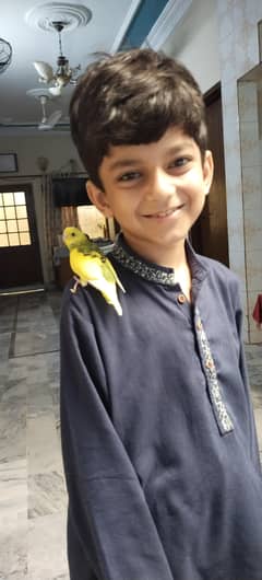 Fellow budgies breeder pairs with cage