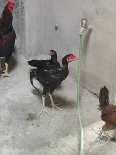 Black Aseel pair for sale