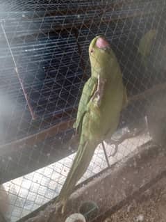 parrots