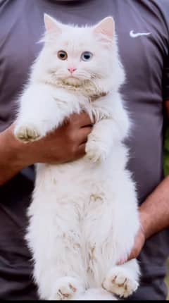 White male cat - pershian cat-odd eyes cat - cat for sale