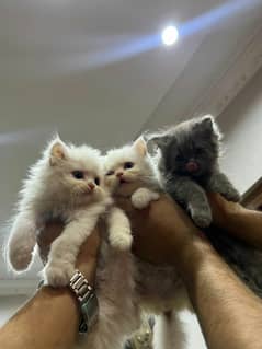 Cats kittens