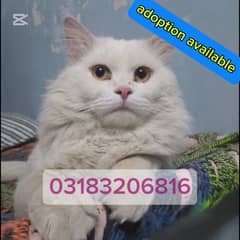 Persian cat /white Persian cat/Persian kitten