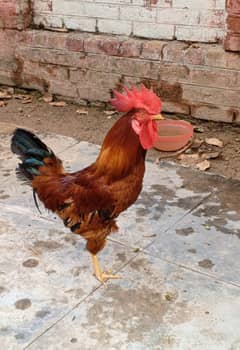 Murga for sale / golden misri / desi murga