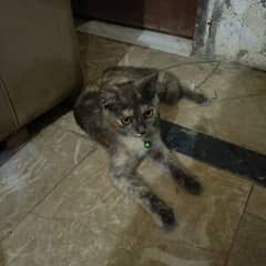 Russian cat urgent for sale