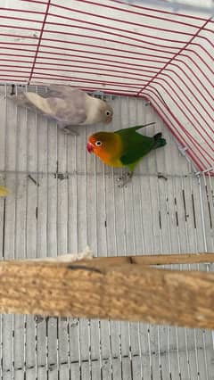 3 lovebirds pair 2 breeder and huge size