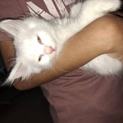 cat 2 month