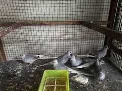 Selling Diamond Dove | Grey Dove | Healthy | Adult