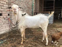 Breeder tadi bakra for sale