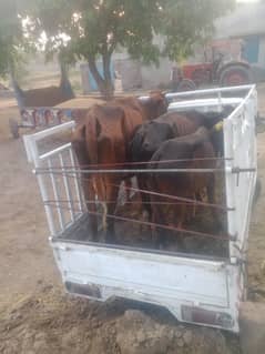 Suzuki Changan pickup dala
