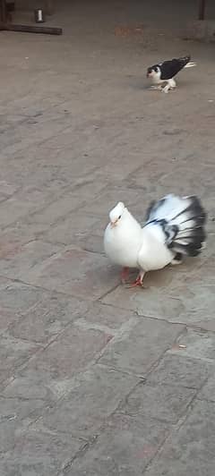 Lacka