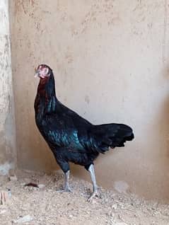 Aseel Pair for Sale age 8 months Healthy and Active