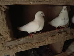 pair.