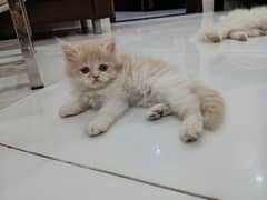 Persian male kitten