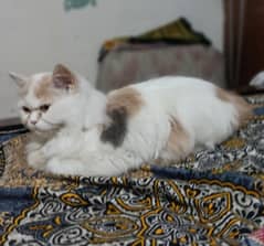 semi punch piki blood line female
