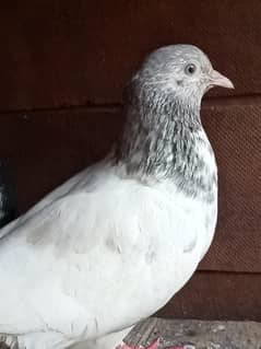 Pigeon