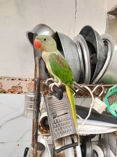 parrots