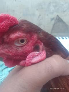aseel jawa cross male good health