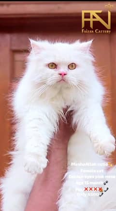 White female. cat - pershian cat - cat for sale