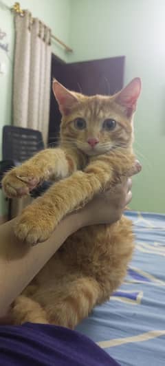 Persian kittens