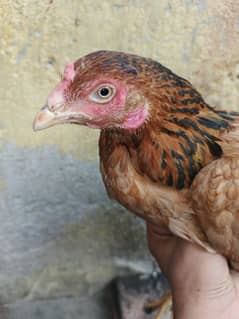 murgi bulkul thek ha