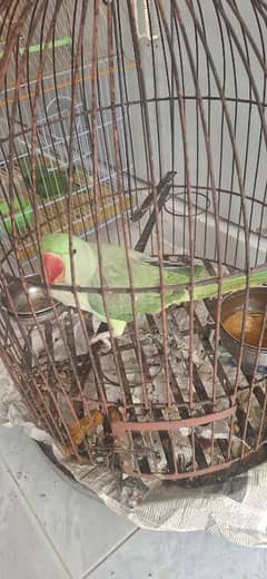 raw parrot for sale
