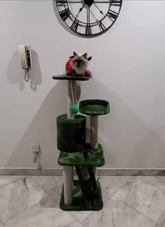 cat house play pent