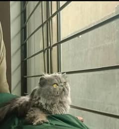 peke cat and kittens