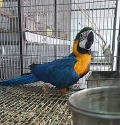 Blue and Gold Macow  / Macow Parrots