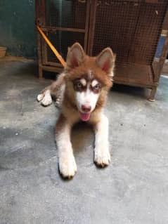 for