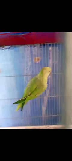 urgent sale (Female Ringneck) Sami tammed