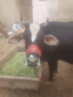 cow