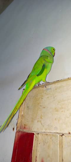 Mithu