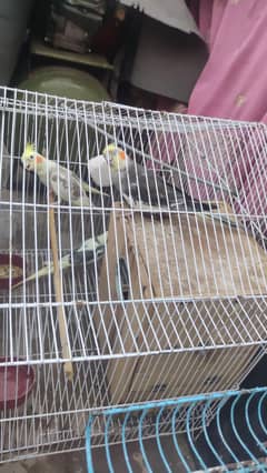 pair +female cocktail  with cage  and wood house